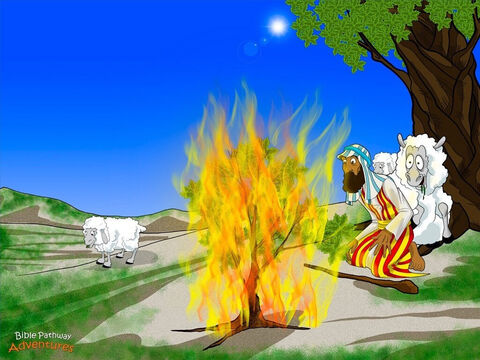 Un día, cerca de una montaña llamada Sinaí, Moisés descubrió una zarza que estaba en llamas, pero sin consumirse. “Esto es muy extraño”, pensó Moisés, quien decidió examinarlo de cerca- Para su sorpresa, Dios le habló desde el interior de la zarza.<br/>“Moisés, no te acerques más. Estás pisando tierra sagrada. Soy el Dios de Abraham, Isaac y Jacob”, retumbó una voz. Las rodillas de Moisés comenzaron a temblar. Se quitó las sandalias y se cubrió la cara con sus manos.<br/>“Moisés, he visto lo mal que tratan a mi pueblo en Egipto”, dijo Dios. “Quiero que te presentes ante el faraón y le pidas que deje ir a mi gente”.<br/>La idea no atraía demasiado a Moisés. “¿Por qué enviarme a mí?”, gimió, vislumbrando la zarza en llamas a través de sus dedos. “¡No soy importante, y además soy un hombre buscado! ¡El faraón no creerá ni una palabra de lo que le diga!”. – Número de diapositiva 8