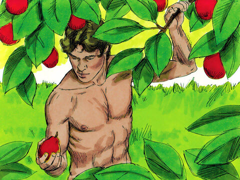 Adán podía comer de cualquiera de las frutas que crecían en el jardín. – Número de diapositiva 14