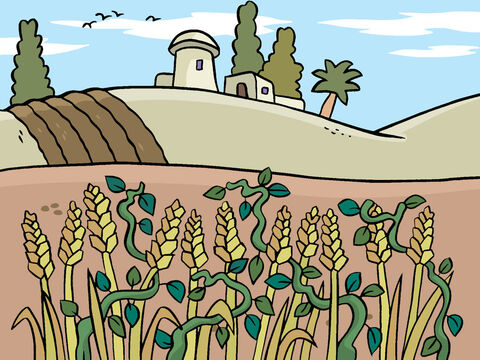 El trigo creció y las espigas crecieron en las plantas de trigo. Pero al mismo tiempo también crecía la mala hierba. – Número de diapositiva 6