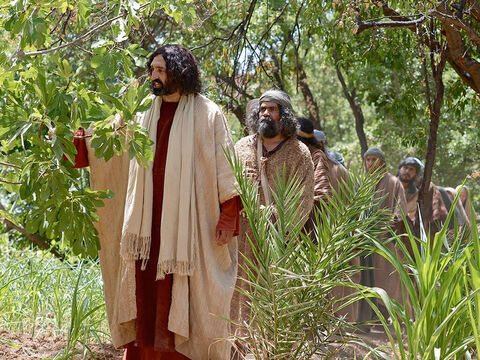 Al día siguiente, cuando salían de Betania, Jesús tuvo hambre. Al ver a lo lejos una higuera cubierta de hojas, fue a buscar en ella algún fruto. – Número de diapositiva 1