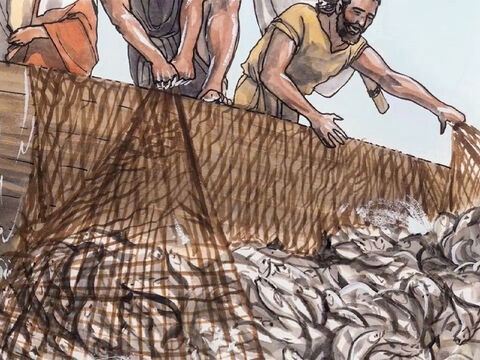 Cuando lo hicieron, recogieron tanto pescado que las redes se rompían. – Número de diapositiva 7
