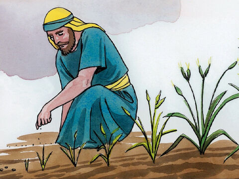 "El reino de los cielos es como una semilla de mostaza que un hombre siembra en su campo. – Número de diapositiva 9