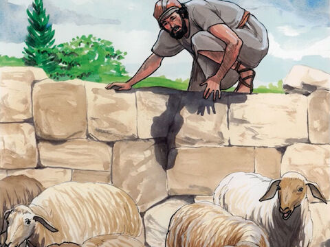 Entonces Jesús dijo: “Les aseguro que el que no entra en el redil de las ovejas por la puerta es un ladrón y un bandido.” – Número de diapositiva 1