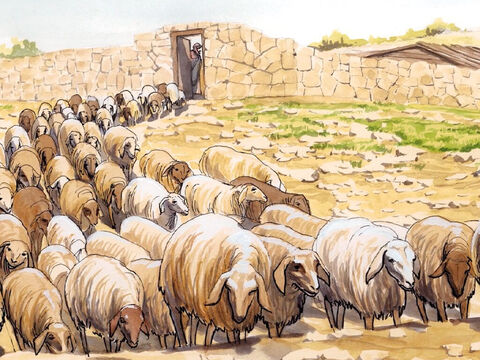 “así también yo conozco a mis ovejas y ellas me conocen a mí. Yo doy mi vida por las ovejas... "También tengo otras ovejas que no son de este redil; y también a ellas debo traerlas. Ellas me obedecerán, y formarán un solo rebaño, con un solo pastor. – Número de diapositiva 13