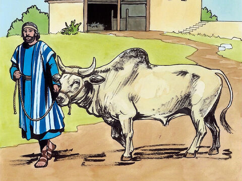 El Señor le contestó: “Hipócritas, ¿no desata cualquiera de ustedes su buey o su burro en sábado, para llevarlo a tomar agua? – Número de diapositiva 6