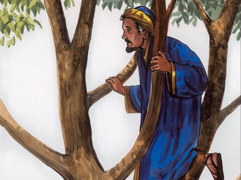 Por eso corróió adelante y, para alcanzar a verlo, se subió a un árbol cerca de donde Jesús tenía que pasar. – Número de diapositiva 4