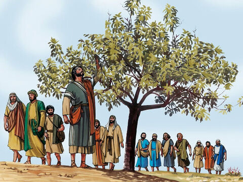 Al día siguiente, cuando salían de Betania, Jesús sintió hambre. De lejos vio una higuera que tenía hojas, y se acercó a ver si también tendría fruto... – Número de diapositiva 1