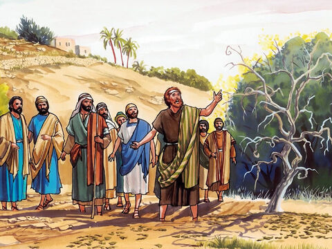 A la mañana siguiente pasaron junto a la higuera, y vieron que se había secado de raíz. Entonces Pedro, acordándose de lo sucedido, le dijo a Jesús: “Maestro, mira, la higuera que maldijiste se ha secado.” – Número de diapositiva 8