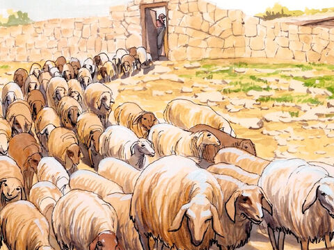 Jesús le dijo: “Cuida de mis ovejas." De veras te aseguro que cuando eras más joven te vestías tú mismo e ibas adonde querías; pero, cuando seas viejo, extenderás las manos y otro te vestirá y te llevará adonde no quieras ir. – Número de diapositiva 16