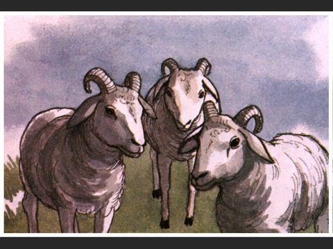 Tres carneros. – Número de diapositiva 4