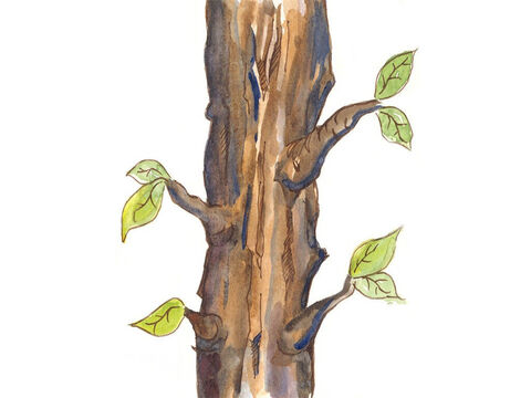 Vio que más adelante, en el camino, había un árbol de sicómoro. Decidió subir al árbol para poder ver a Jesús. – Número de diapositiva 6