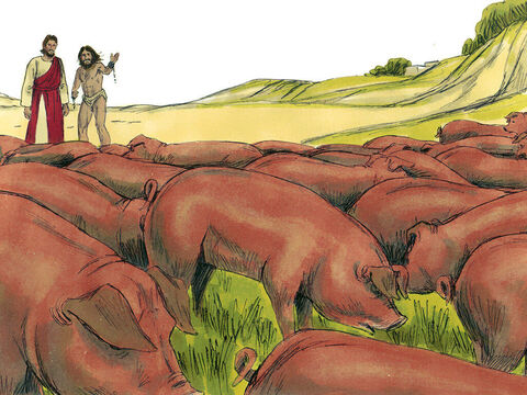 Una gran piara de aproximadamente 2000 cerdos se estaba alimentando en la ladera de una colina cercana. Los demonios le rogaron a Jesús que los   dejara entrar en los cerdos. – Número de diapositiva 8