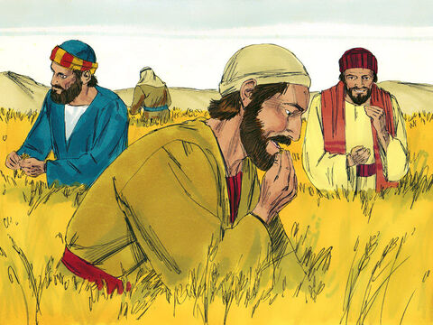 Era el Sabbat, el día de descanso. Jesús y sus discípulos estaban viajando por unos campos de cereales. Los discípulos estaban hambrientos y comenzaron a recoger las cabezas de cereal – Número de diapositiva 1