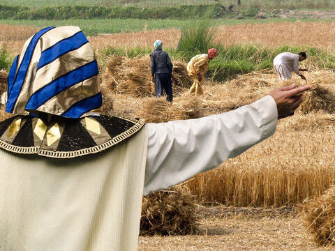 Tal como José había predicho, hubo siete años de cosechas abundantes en Egipto. Durante estos años, José solicitaba para el gobierno una parte de todas las cosechas recogidas. – Número de diapositiva 1