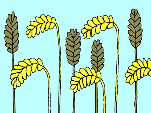 Cuando la cizaña inútil y el buen trigo estaban completamente crecidos y el trigo estaba listo para la cosecha, era fácil distinguir entre la cizaña y el trigo. – Número de diapositiva 6