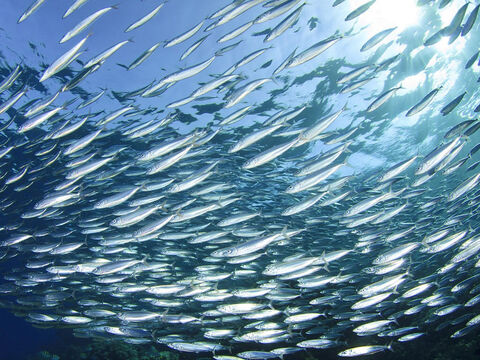 El tercer tipo importante de peces es la sardina o "pez pequeño" que tiende a agruparse en grandes bancos. – Número de diapositiva 6