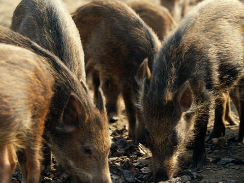 Una gran manada de cerdos estaba en la colina cercana. – Número de diapositiva 9
