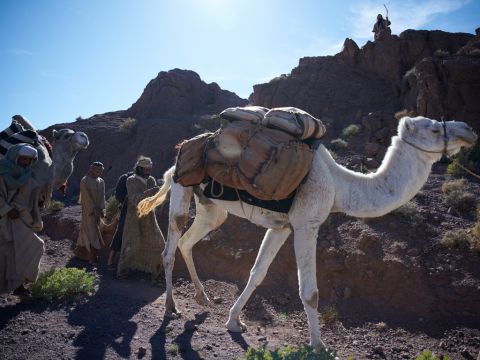 Mientras los hermanos de José se sentaban a comer, alzaron la vista y vieron una caravana de ismaelitas que venía de Galaad. Sus camellos estaban cargados de especias, bálsamo y mirra, y se dirigían a Egipto.<br/>Judá dijo a sus hermanos: “¿Qué ganaremos si matamos a José y encubrimos su sangre? Vendámoslo a los ismaelitas. Después de todo, él es nuestro hermano, nuestra propia sangre”. Los hermanos estuvieron de acuerdo. – Número de diapositiva 15