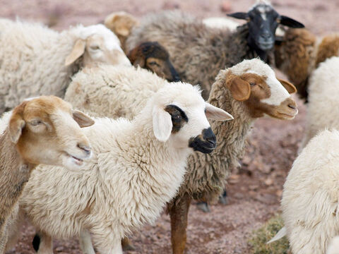 “Supongamos que uno de vosotros tiene cien ovejas ... – Número de diapositiva 3