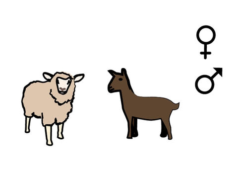También podía ofrendarse un cordero o una cabra. – Número de diapositiva 9