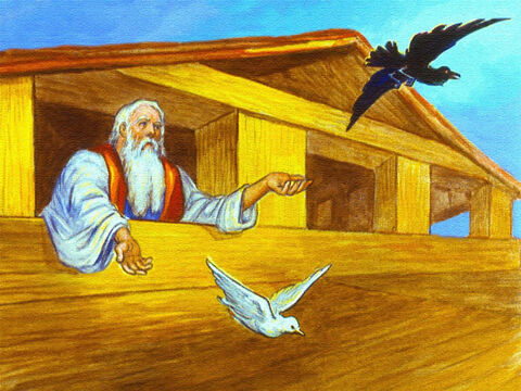 No mucho después de eso, Noé envió un cuervo y  a una paloma. – Número de diapositiva 40