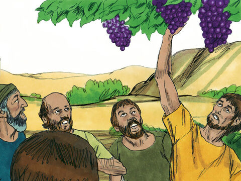 Cuando llegaron al valle de Eskol, cortaron una rama de la que colgaban grandes racimos de uvas. – Número de diapositiva 10