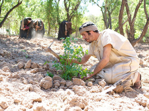 Un agricultor preparó su terreno para la siembra. – Número de diapositiva 2