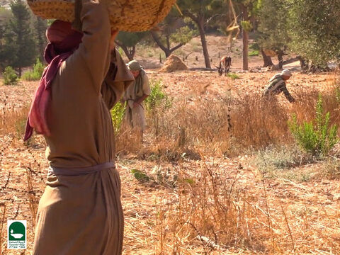 El agricultor sabía que sus trabajadores claramente podrían identificar la cizaña del trigo en el momento de la cosecha. – Número de diapositiva 12