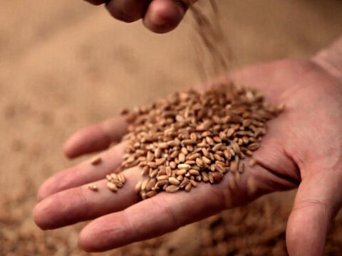 Traería una buena cosecha para ser puesta en los graneros del agricultor. – Número de diapositiva 17