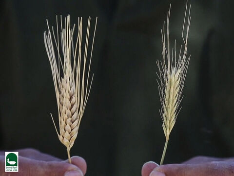 Aquí hay una imagen del trigo y la cizaña cerca del tiempo de la cosecha. ¿Puedes decir cuál es cuál? – Número de diapositiva 18