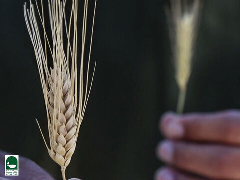 esto es trigo En la cosecha, las mazorcas del trigo real son tan pesadas que toda la planta se cae. Las mazorcas de la cizaña son más ligeras, con menos semillas y la planta crece más erguida. La cizaña crece ligeramente más alta que el trigo. Las semillas de trigo maduran a un color marrón dorado, pero las semillas de tara se vuelven negras. – Número de diapositiva 20