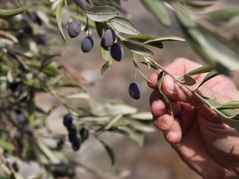 Un olivo joven solo da fruto a los 7 años y pasan 14 años antes de que dé una cosecha madura. Un árbol puede producir alrededor de 20 galones de aceite de oliva. – Número de diapositiva 2