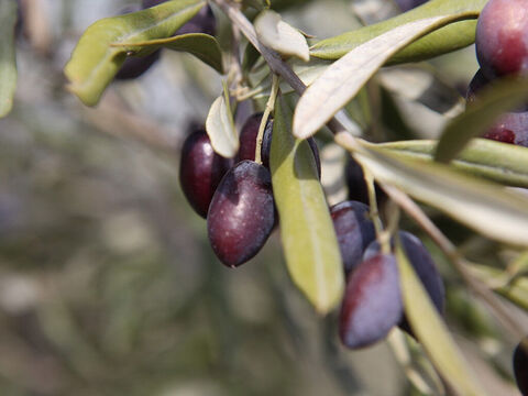 Los escritores de la Biblia hablan a menudo de la belleza del olivo (Jeremías 11:16, Oseas 14:6, Salmo 52:8). – Número de diapositiva 3