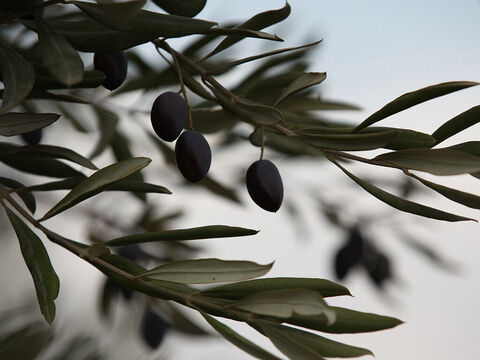 El olivo se ha utilizado como símbolo de la paz desde que la paloma que Noé envió volvió con una hoja de olivo (Génesis 8:11). El aceite también se usa simbólicamente como imagen del Espíritu Santo (1 Juan 2:27). – Número de diapositiva 30