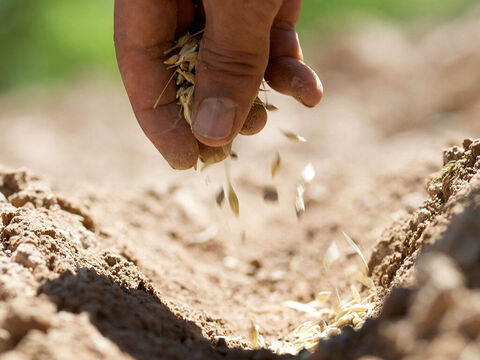 El resto de la semilla cayó en buena tierra y produjo una cosecha. – Número de diapositiva 7
