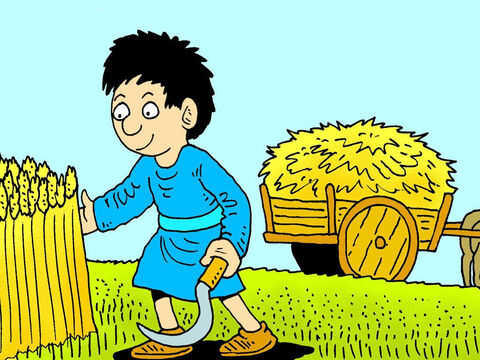 ¿Qué quiso decir Jesús cuando dijo que Pedro sería zarandeado como el trigo? El trigo se corta en el momento de la cosecha. – Número de diapositiva 2