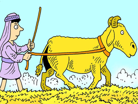A veces, los agricultores utilizaban el ganado para pisar y aplastar el trigo y desprender el grano del tallo. – Número de diapositiva 4