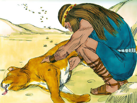 Cuando Sansón y sus padres se dirigían a Timna, un león joven atacó repentinamente a Sansón. El Espíritu del Señor descendió poderosamente sobre él y Sansón le abrió la mandíbula al león con sus propias manos. Más tarde, cuando regresó a Timna para la boda, se desvió del camino para ver el cadáver del león. Vió que un enjambre de abejas había hecho miel en el cadáver y sacó un poco de miel con sus manos y la comió. – Número de diapositiva 14