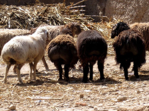 Las ovejas de cola gorda eran la raza más valorada (Éxodo 29:22). Su cola, que podía pesar entre 15 y 20 libras, se consideraba un alimento de primera calidad. – Número de diapositiva 2