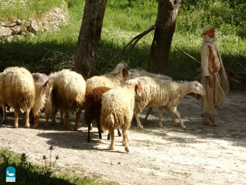 Las ovejas dependían mucho de su pastor para que las protegiera y las condujera a buenos pastos y agua fresca. Una oveja sin pastor corría graves peligros (Números 27:17). – Número de diapositiva 3