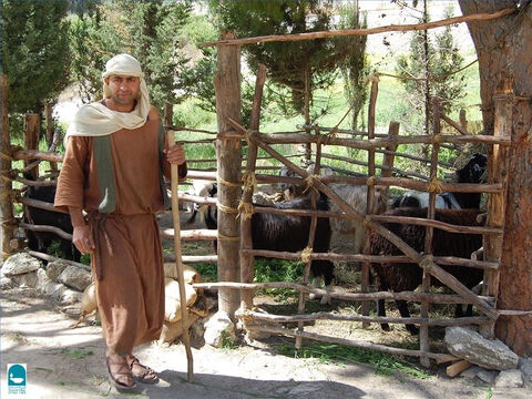 El cayado se usaba para guiar a las ovejas o engancharlas para alejarlas del peligro. El Salmo 23 habla de la vara y el cayado del pastor como fuente de consuelo para las ovejas. – Número de diapositiva 6