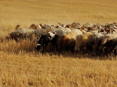 En la primavera, en Israel hay muchos pastos verdes, y las ovejas pastan cerca de la casa del pastor. Después de la cosecha de grano, una vez que los pobres han espigado los campos, las ovejas pueden alimentarse en ellos. – Número de diapositiva 9