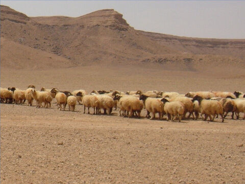 Cuando esta se agota, las ovejas son conducidas a nuevos pastos (Salmo 79:13). Al llegar el calor, la hierba se convierte en heno. – Número de diapositiva 10