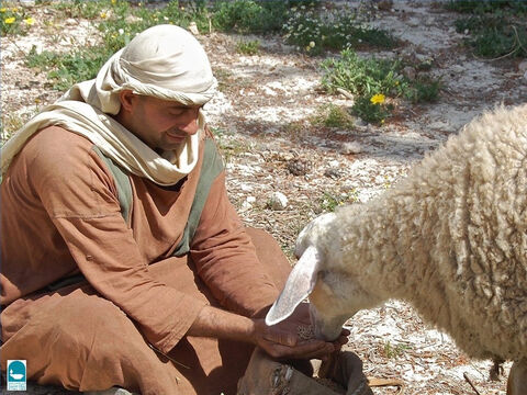 A finales de otoño, y en invierno, si el pastor no encontraba pastos, tenía que alimentar a las ovejas con sus propias manos. (Isaías 40:11, Miqueas 7:14). A veces los pastores cortaban ramas frondosas para sus rebaños. – Número de diapositiva 11
