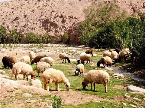 Era muy importante encontrar agua para las ovejas. Los pastores llevaban a sus rebaños a aguas corrientes que no fluyeran tan rápido como para agitar a las ovejas (Salmo 23:2). – Número de diapositiva 12