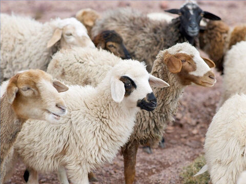 Varios rebaños podían compartir un pasto o un redil. Sin embargo, las ovejas conocían la voz de su pastor y le seguían cuando las llamaba (Juan 10:4-5). Las ovejas dispersas podían ser reunidas por la llamada del pastor (Ezequiel 34: 12-13). – Número de diapositiva 17