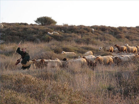 Los pastores de Medio Oriente no conducen a sus ovejas, sino que las guían y ellas lo siguen. Un ayudante puede seguir detrás del rebaño para ayudar a las rezagadas (Juan 10:4). – Número de diapositiva 18