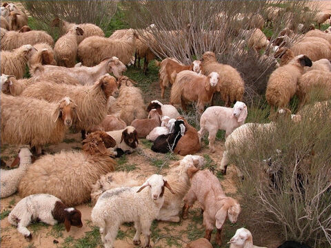Los pastores conocían a sus ovejas por su nombre (Juan 10:3). – Número de diapositiva 19