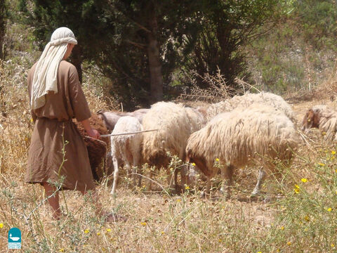 Los pastores con más de 150 ovejas solían contratar a otros para que les ayudaran, pero los "asalariados" no eran conocidos por cuidar tan bien a las ovejas (Juan 10:12). – Número de diapositiva 20