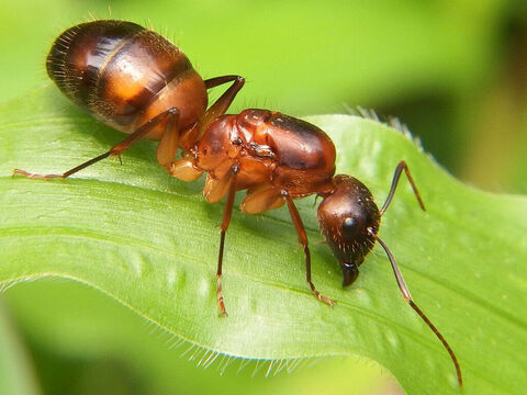 "Las hormigas son criaturas... <br />Crédito de la imagen: Rison Thumboor. – Número de diapositiva 2